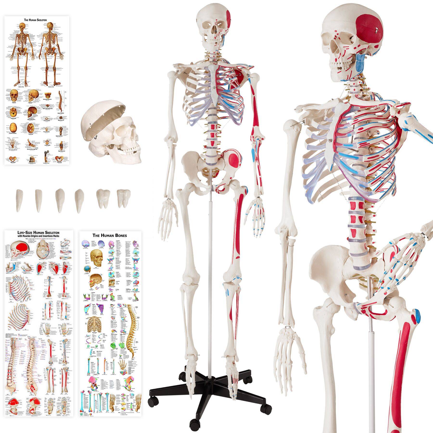 Anatomic Skeleton in Life Size with Mobile Joints, Wheeled Stand and 3 Anatomy Posters