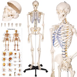 Human Skeleton | Inc. stand