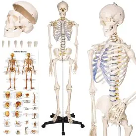Anatomic Skeleton in Life Size with Mobile Joints, Wheeled Stand and 1 Anatomy Posters